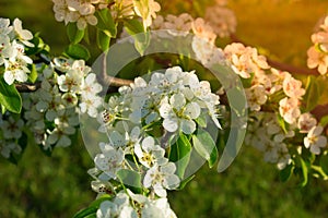 Blossoming fllowers on the branches of a tree spring