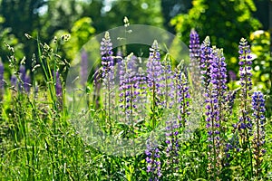 Blossoming flower in field lupinus polyphyllus