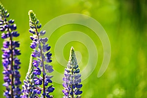 Blossoming flower in field lupinus polyphyllus