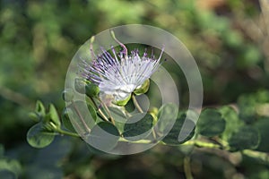 Blossoming Flower Nature Of Caper