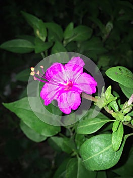 Blossoming flower in the night