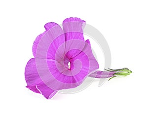 Blossoming flower phlox isolated on white background. Pink flower of flox