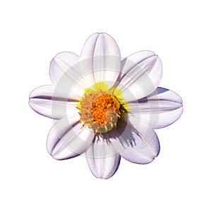 Blossoming flower of white dahlia