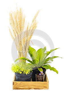 Blossoming Flower In Wooden Pot Box. Plant Decoration Of Urban City Street Isolate On White Background