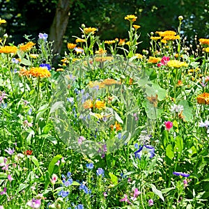 Blossoming flowerbeds in park