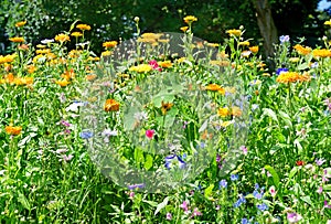 Blossoming flowerbeds