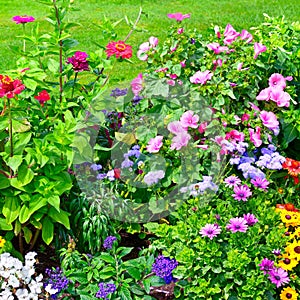 Blossoming flowerbeds