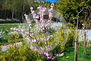 Blossoming flowering almond in summer garden