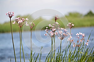 Blossoming flowering rush (Butomus umbellatus L.) about water