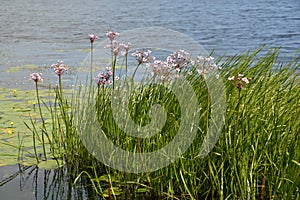 Blossoming flowering rush (Butomus umbellatus L.) about water