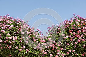 Blossoming flowers against the blue sky