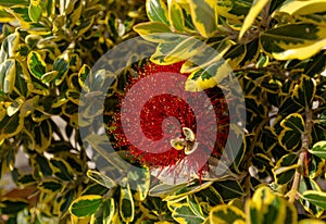 Blossoming flowers of callistemon at sun spring day. Selective focus.