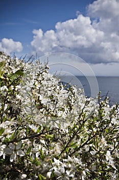 Blossoming flowers on a coastal path