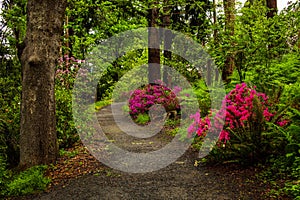 Blossoming flowers on a garden path in a city park.