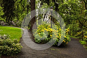 Blossoming flowers on a garden path in a city park.