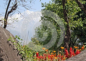 Blossoming flowers in Himalayan spring season