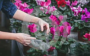 Blossoming flowers in pots.