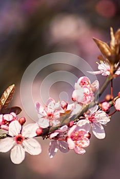 Blossoming flowers tree in park at early spring seson