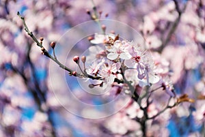 Blossoming flowers tree in park at early spring seson