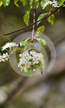 Blossoming flowers on a wild black cherry tree