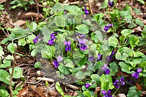 The blossoming forest viola.