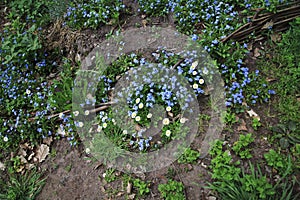 Blossoming forget-me-not in a herb garden - farm garden in spring