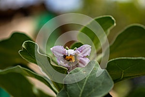 Blossoming Fragile Beauty with Purple Petals and Green Leaves