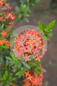 Blossoming Fragility: Close-up of Fresh Orange Flower on Leafy Shrub