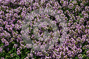 Blossoming fragrant Thymus serpyllum, Breckland wild thyme, creeping thyme, or elfin thyme close-up, macro photo. Beautiful food