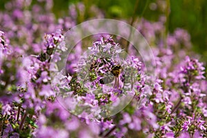 Blossoming fragrant Thymus serpyllum, Breckland wild thyme, creeping thyme, or elfin thyme close-up, macro photo. Beautiful food