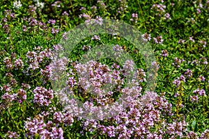 Blossoming fragrant Thymus serpyllum, Breckland wild thyme, creeping thyme, or elfin thyme close-up, macro photo. Beautiful food