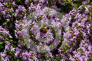 Blossoming fragrant Thymus serpyllum, Breckland wild thyme, creeping thyme, or elfin thyme close-up, macro photo. Beautiful food