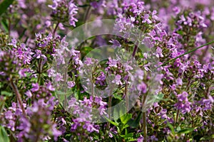 Blossoming fragrant Thymus serpyllum, Breckland wild thyme, creeping thyme, or elfin thyme close-up, macro photo. Beautiful food