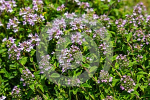 Blossoming fragrant Thymus serpyllum, Breckland wild thyme, creeping thyme, or elfin thyme close-up, macro photo. Beautiful food