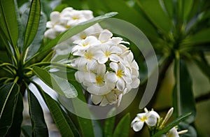 Blossoming Frangipani flower. White plumeria rubra flowers. Frangipani flower on spring.