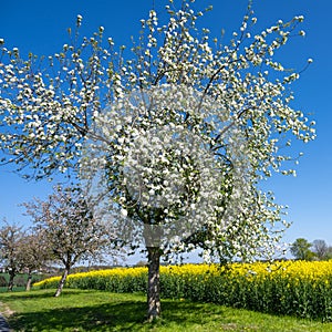 Floreciente árboles cereza manzana árboles lo largo de pequeno El camino floreciente nabo junto 