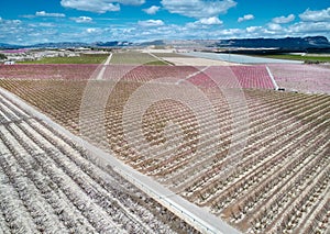 Blossoming fruit trees in Cieza