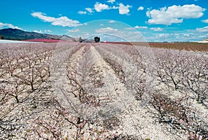 Blossoming fruit trees in Cieza