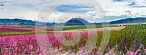 Blossoming fruit trees in Cieza