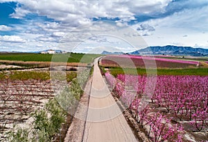 Blossoming fruit trees in Cieza