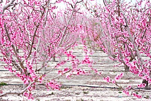 Blossoming of fruit trees in Cieza. Spain