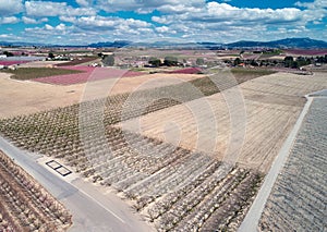 Blossoming fruit trees in Cieza in th