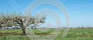 blossoming fruit trees and grazing cows in betuwe near tiel and geldermalsen