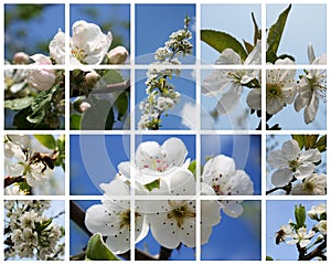 Blossoming fruiters photo