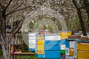 Blossoming garden with apiary. Bees spring under the flowering trees of apple trees. Red tulips on the background of