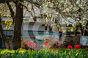 Blossoming garden with apiary. Bees spring under the flowering trees of apple trees. Red tulips on the background of