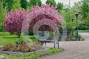 A blossoming garden with benches and lanterns.