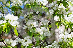 Blossoming garden with pear trees