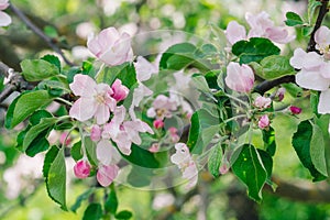 Blossoming garden in spring day, flowers of apple tree. Nature Awakening Concept