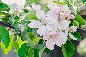 Blossoming garden in sunny spring day, flowers of apple tree. The awakening of nature